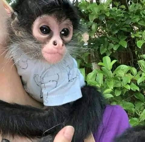 capuchin monkey for sale - GIFT EXOTIC HOME