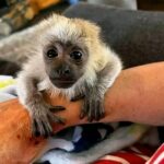 pet capuchin monkey for sale