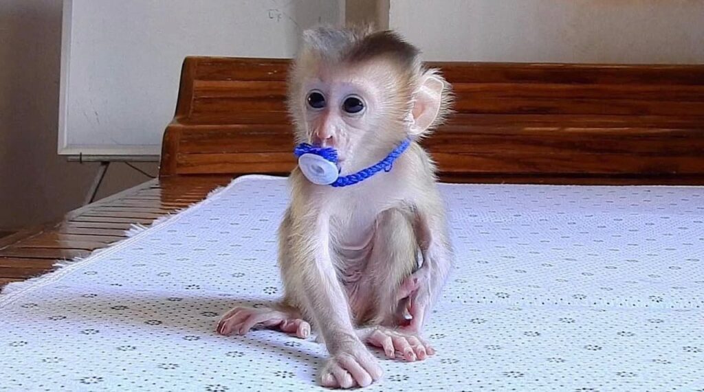 capuchin monkey vaccination