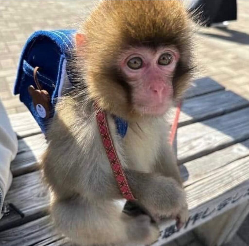 Capuchin Monkeys for Sale in North Down NI