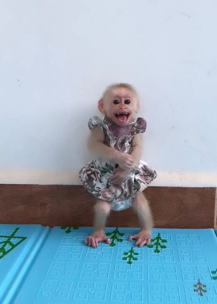 Capuchin monkeys for sale in Minnesota