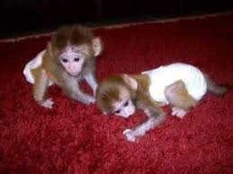 Capuchin Monkeys for Sale in Moscow Russia