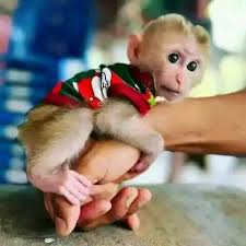 Monkeys for Sale in Jeddah Saudi Arabia