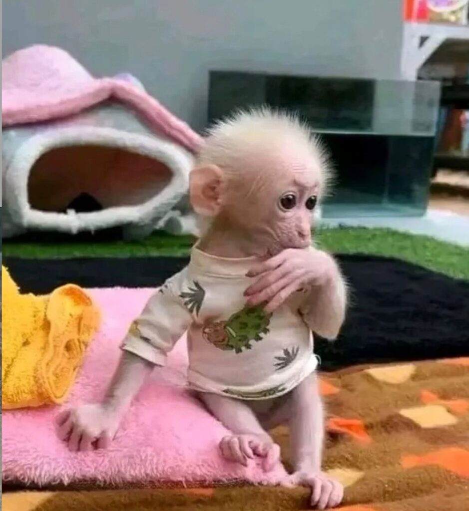 Capuchin monkeys for sale in Nebraska