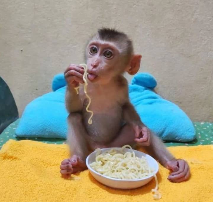 Monkeys for Adoption in Hamilton New Zealand