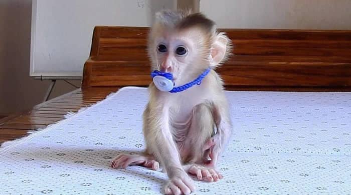 Monkeys for Adoption in Auckland New Zealand