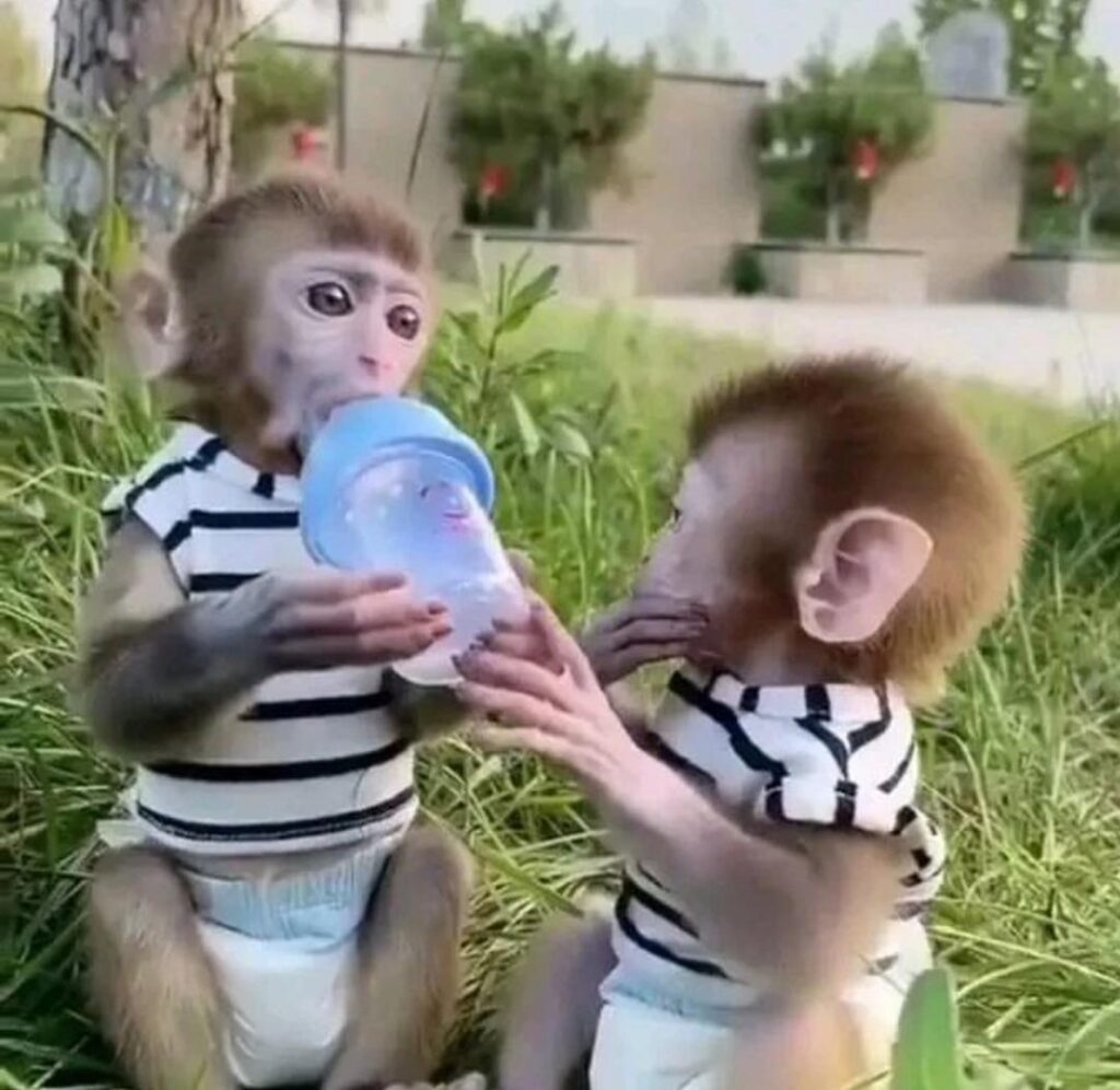 Monkeys for Adoption in Thunder Bay Canada