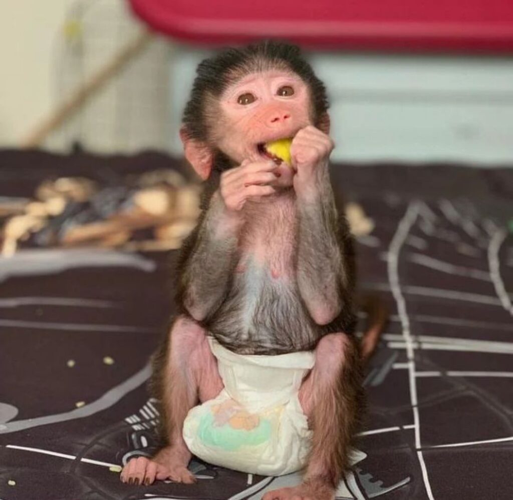 Monkeys for Adoption in Christchurch New Zealand