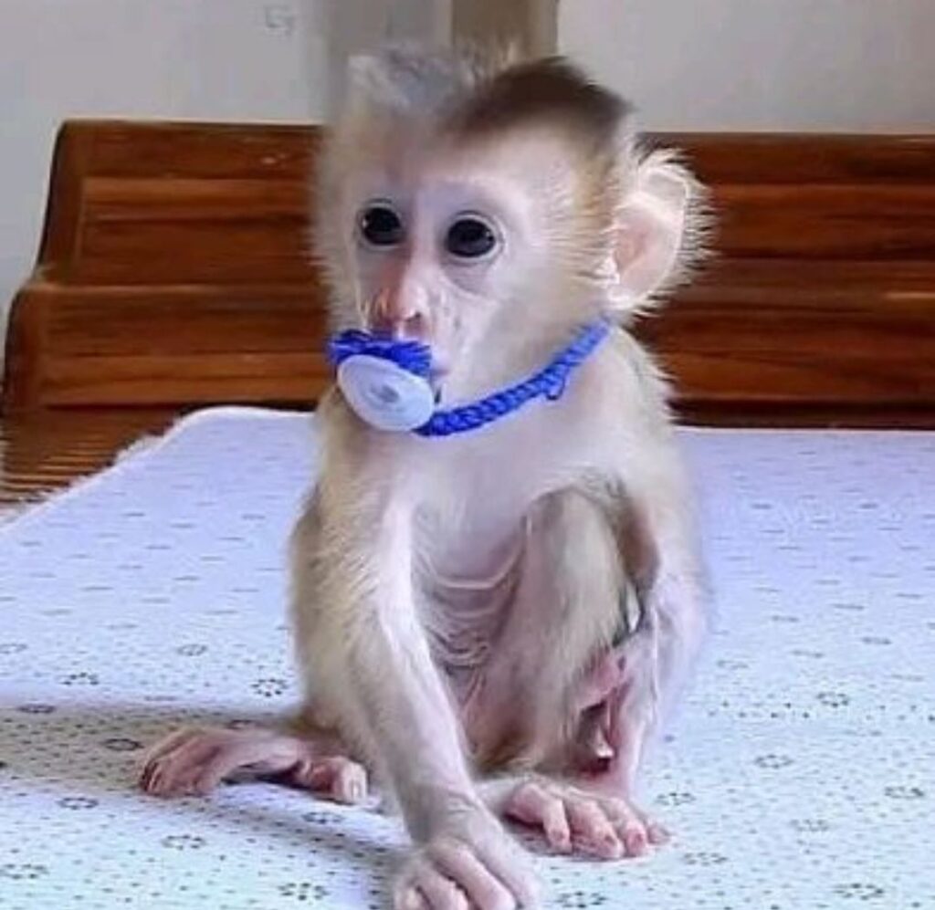 Monkeys for Adoption in Lower Hutt New Zealand