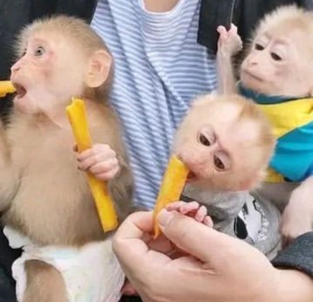 Monkeys for Adoption in London Canada