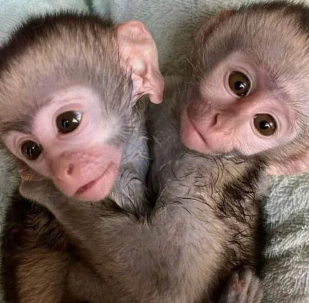 Monkeys for Adoption in Saint John Canada